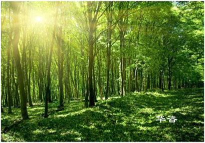 【最新】湖南省加強(qiáng)和規(guī)范建設(shè)項目使用林地審核審批管理工作的通知